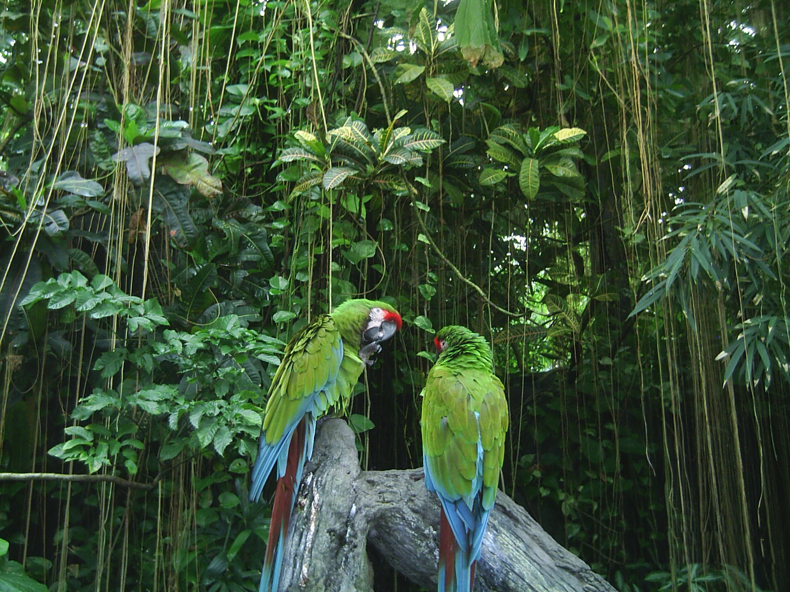 cofan-bermejo-ecological-reserve-ecuador