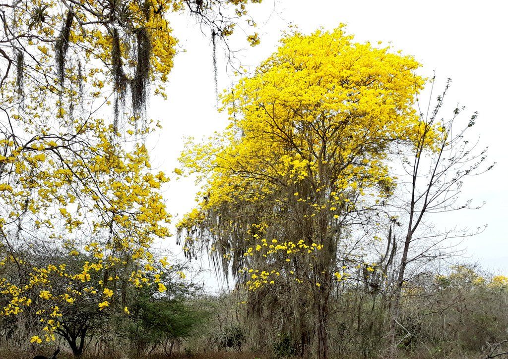 guayacan-flower-arenillas-ecological-reserve