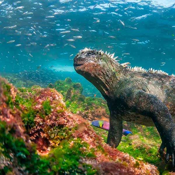 marine iguana in galapagos ecuador travel packages
