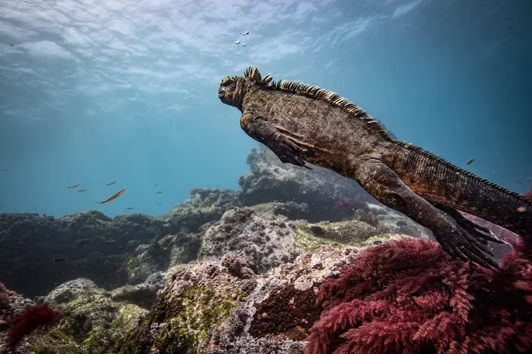 Marine Iguana swimming in the Galapagos Island